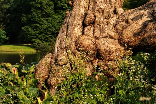 Medžio Šaknis, Gentis, Ruda, Medis, Žurnalas, Gamta, Senas, Įsišaknijusi, Žievė, Užaugo, Senas Medis, Natūrali Energija, Gnarled, Dykuma, Galingas