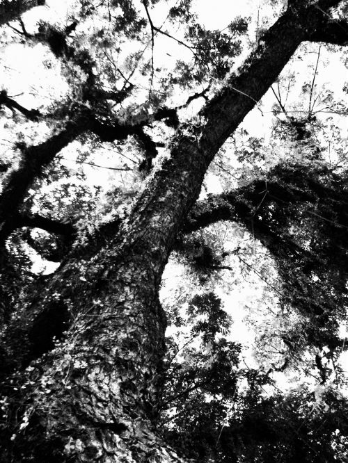 Medis,  Medžiai,  Medžio Tekstūra