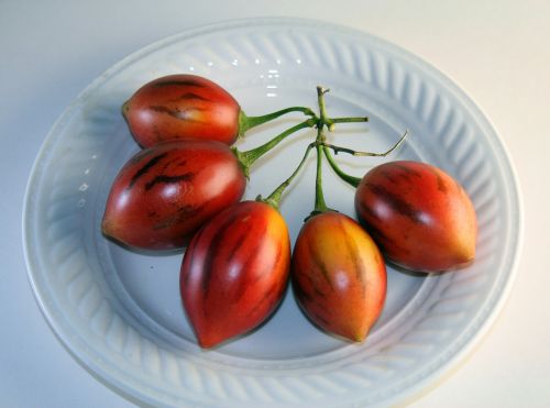 Vaisiai,  Medis & Nbsp,  Pomidoras,  Raudona,  Pažymėtas,  Ovalus,  Šakelė,  Medžio Pomidorų Vaisiai