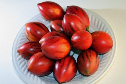 Medžio Pomidorų Vaisiai, Vaisiai, Raudona, Prinokę, Ovalus, Taškas, Pagaminti, Sveikas