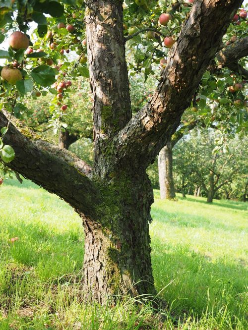 Medžio Kamieno Stiebas, Obuolių Medis, Vaisiai, Frisch, Sveikas, Vitaminai, Vaisių Sodas