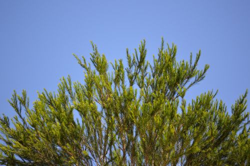 Medis,  Dangus,  Mėlynas,  Gamta,  Australia,  Medis Su Aiškiu Mėlynu Dangumi