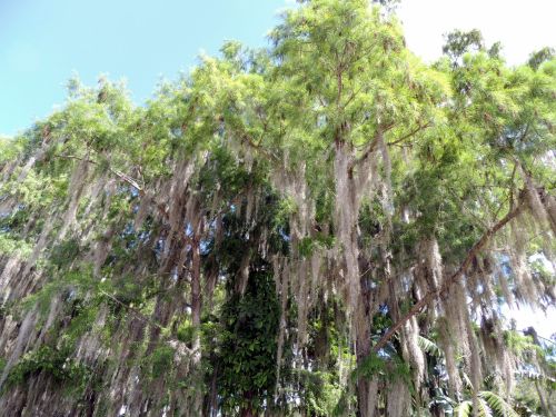 Medis,  Samanos,  Florida,  Pelkė,  Medis Su Samanomis