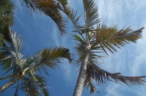 Palmė, Mėlynas Dangus, Gamta
