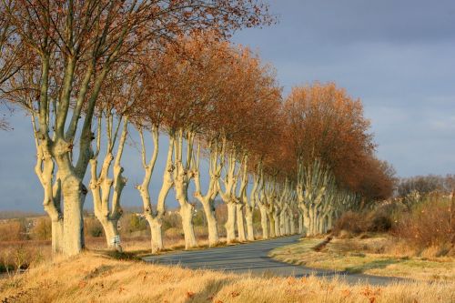 Medžiai, Išklotos, Kelias, Žiema, Gamta, Natūralus, Gražus Peizažas, Sezonas, Lauke, Kraštovaizdis, Šventė, Dangus, Laisvalaikis, Gamtos Fonas, France, Fr, Languedoc, Gyvenimo Būdas, Kelionė, Šviesa, Europa, Kaimas, Turizmas, Autentiškas, Languedoc-Roussillon