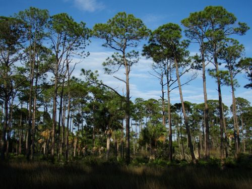 Medžiai, Florida, Gražūs Paplūdimiai, Pakrančių Kraštovaizdis, Jūros Lygis