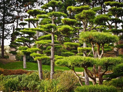 Medžiai, Japonija, Japonų Kukmedis, Parkas, Augalas, Gamta, Kraštovaizdis