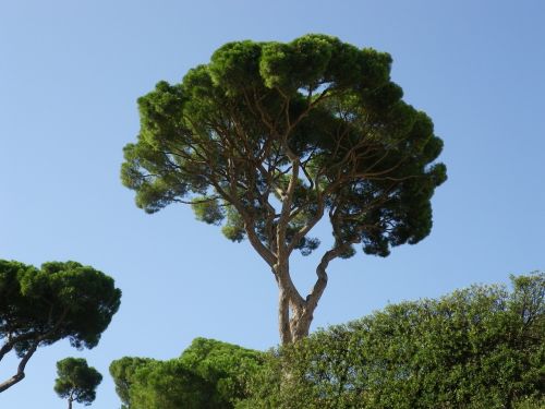 Medžiai, Pušis, Viduržemio Jūros, Dangus, Roma