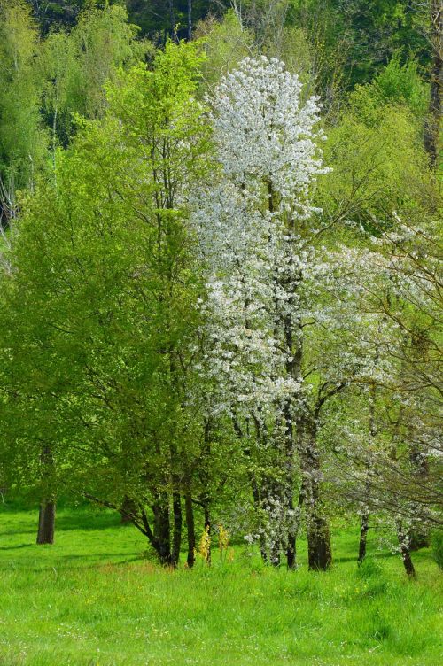 Medžiai, Pavasaris, Didingas Medis, Žygiai, Gamta