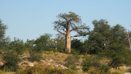 Medžiai, Kraštovaizdis, Augalai, Baobabas, Afrika, Gamta