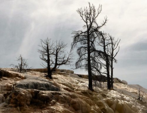 Medžiai, Mirtis, Siera, Usa, Nacionalinis Parkas, Geltonas Akmuo