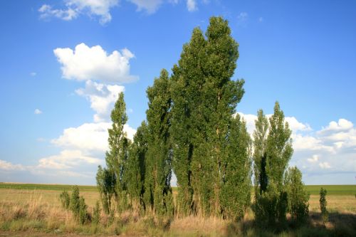 Medžiai, Žalias, Lombardi Poplar, Sausas Veldas, Dangus, Debesys