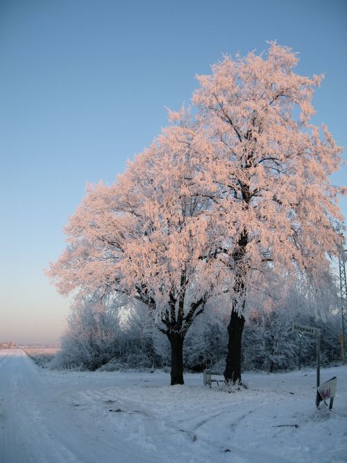 Medžiai, Sniegas, Žiemą