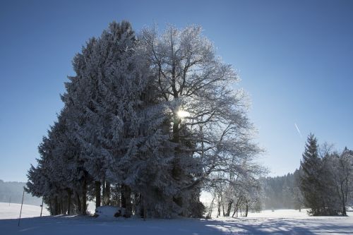 Medžiai, Sniegas, Šaltis, Žiemą, Žiema, Šaltas, Šviesa, Gamta, Snieguotas, Saulė, Sušaldyta