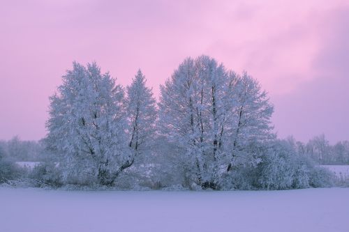Medžiai, Sniegas, Žiema, Gamta, Apledėjimas