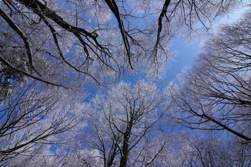 Medžiai, Žiema, Sniegas, Mėlynas Dangus, Filialai, Šaltas