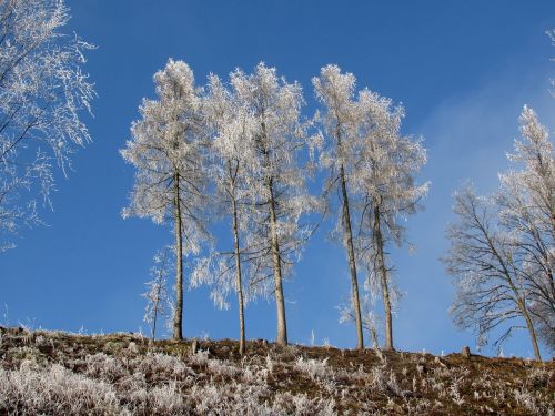 Medžiai, Šaltis, Žiema, Auskaras, Šaltas