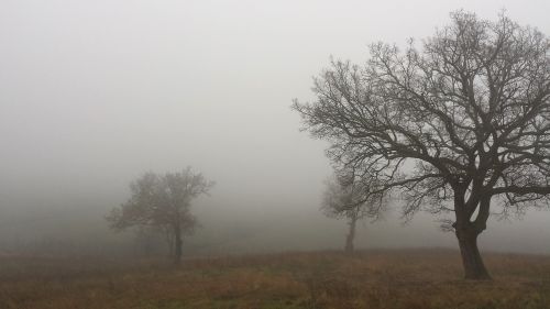 Medžiai, Ruduo, Kraštovaizdis