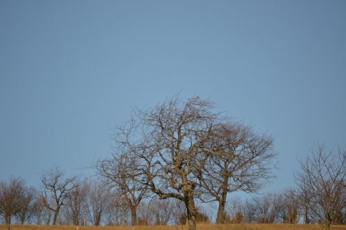 Medžiai, Dangus, Mėlynas, Miškas, Gamta, Žolė, Saulė