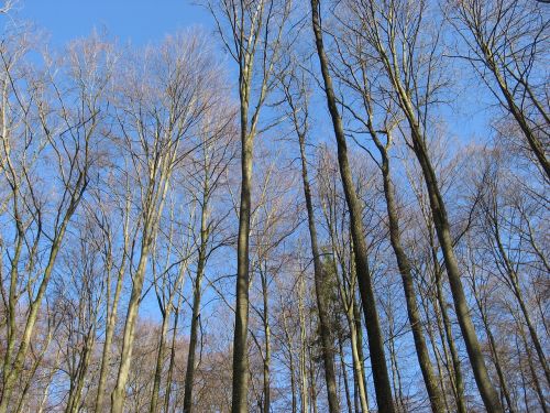 Medžiai, Miškas, Dangus, Heidenheim Germany, Vokietija, Kraštovaizdis, Debesys