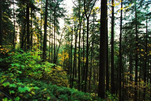 Medžiai, Forrest, Miškai, Portlandas, Oregonas, Portland Oregon, Medis