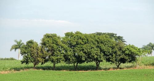 Medžiai, Gamta, Miškai, Kraštovaizdis