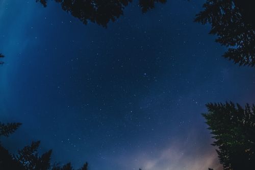 Medžiai, Gamta, Naktis, Žvaigždės