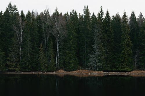 Medžiai, Augalas, Gamta, Ežeras, Vanduo, Atspindys, Žolė, Dangus, Miškas