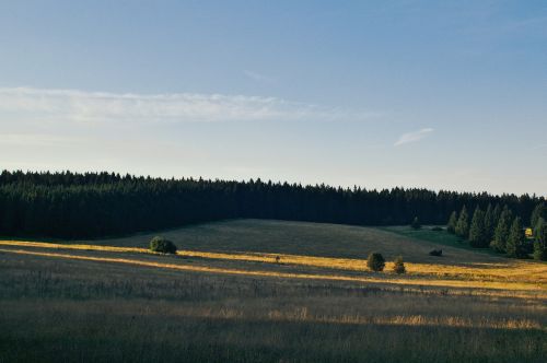 Medžiai, Augalai, Gamta, Ūkis, Žolė, Žalias, Laukas, Saulėtas, Diena, Debesys, Mėlynas, Dangus