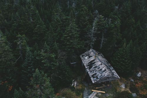 Medžiai, Žalias, Augalai, Gamta, Miškas, Namas, Mediena