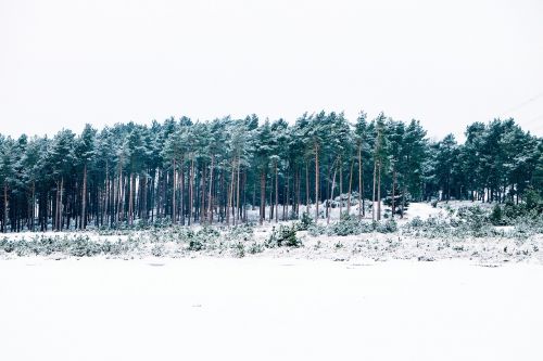 Medžiai, Miškas, Sniegas, Žiema, Šaltas, Balta, Dangus