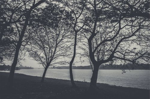 Medžiai, Filialai, Ežeras, Vanduo