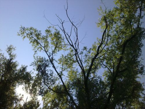 Medžiai, Dangus, Kraštovaizdis