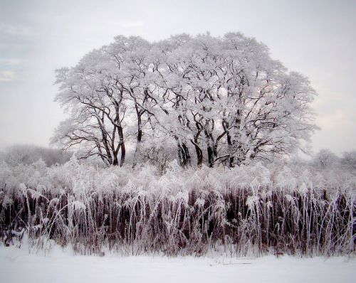 Medžiai, Acacias, Malý Rohozec, Žiema, Padengtas Sniego