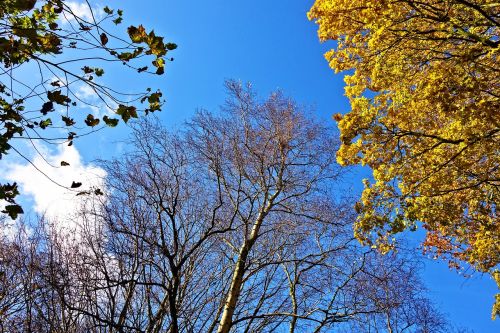 Medžiai, Medžių Viršūnės, Filialai, Lapija, Rudens Medžiai, Geltonieji Lapai, Mėlynas Dangus, Sezoninis, Lapkritis