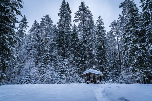 Medžiai, Žiema, Sniegas, Pavėsinė, Kelias