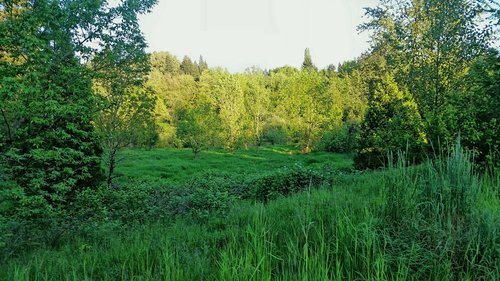 Medžiai,  Žalias,  Darbastalio,  Fonas