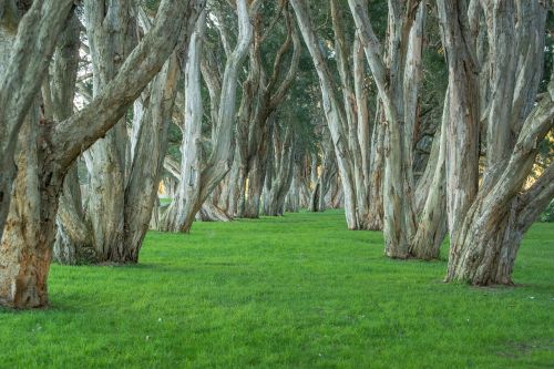 Medžiai, Parkas, Centennial Park, Lapija, Natūralus, Sidnėjus, Australia