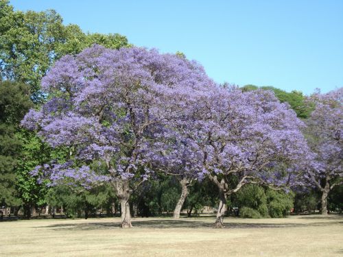Medžiai, Gėlė, Parkas, Argentina, Pavasaris, Buenos Airės, Kraštovaizdis, Gamta, Vaizdingas