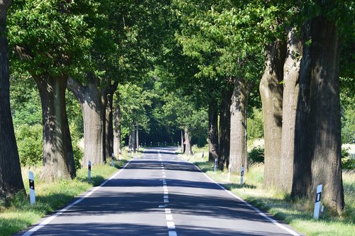 Medžiai,  Avenue,  Kelias