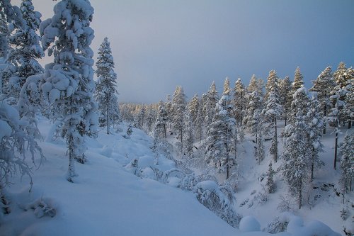 Medžiai,  Laplandija,  Inari,  Suomija,  Šalto,  Sniegas
