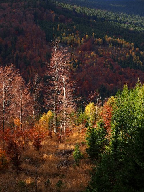 Medžiai,  Miškas,  Ruduo,  Pobūdį,  Kraštovaizdis