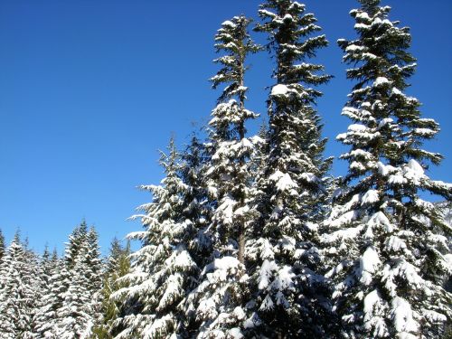 Medžiai, Žiema, Sniegas, Šaltas, Sezonas, Miškas, Šiaurės Amerika