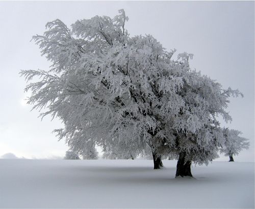 Medžiai, Sniegas Padengtas, Kraštovaizdis, Žiema, Šaltas, Sezonas, Balta, Snieguotas, Lauke, Ramus, Tylus, Taikus