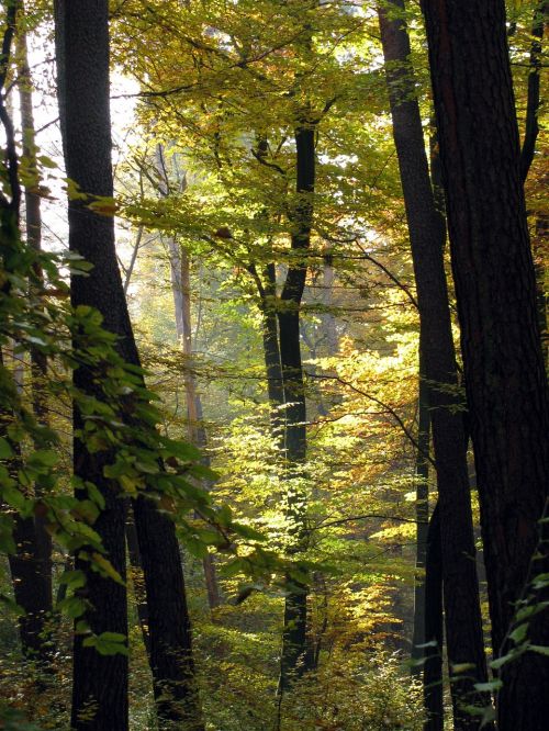 Medžiai, Miškas, Atgal Šviesa, Ruduo, Gamta, Vokietija, Baden Württemberg