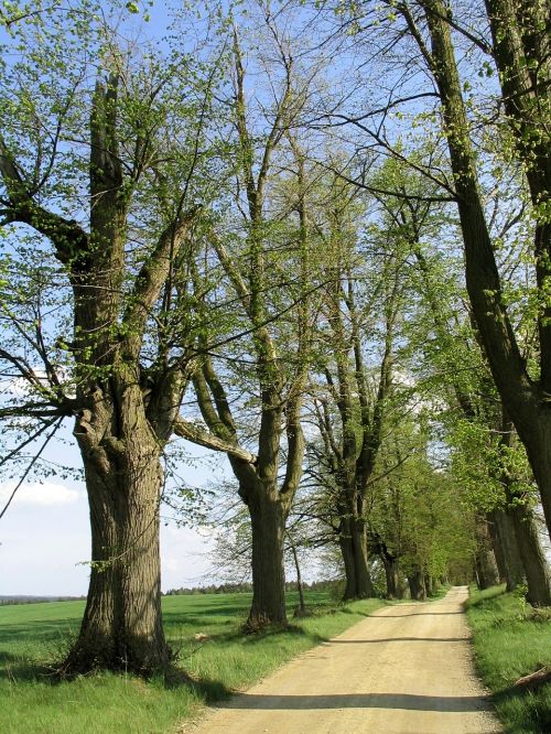Medžiai, Alėja, Toli, Pavasaris, Čekijos Respublika, Pietų Bohēma