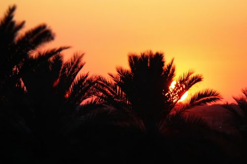 Medžiai, Saulėlydis, Oranžinė, Gamta, Iraq, Dienos Palmių