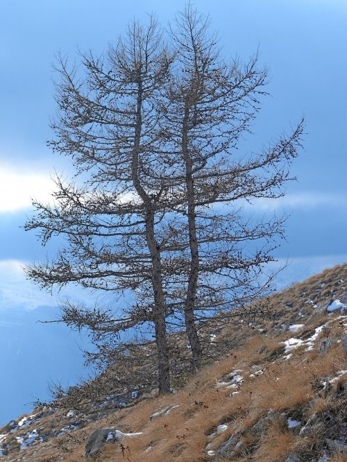 Medžiai, Maumedis, Gamta, Žiema