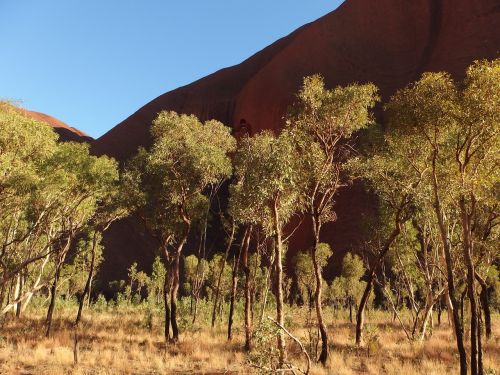 Medžiai, Gamta, Uluru, Ayers Rock, Australia