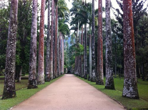 Medžiai, Botanikos Sodas, Gamta, Miškas, Medis, Rio De Žaneiras